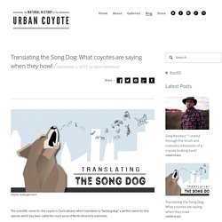 Translating the Song Dog: What coyotes are saying when they howl — The Natural History of the Urban Coyote