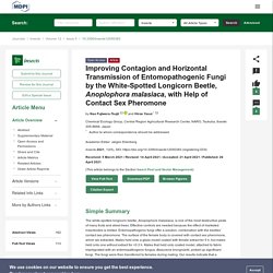 INSECTS 26/04/21 Improving Contagion and Horizontal Transmission of Entomopathogenic Fungi by the White-Spotted Longicorn Beetle, Anoplophora malasiaca, with Help of Contact Sex Pheromone