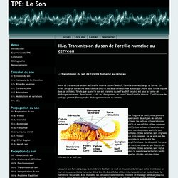 III/c. Transmission du son de l'oreille humaine au cerveau - TPE: Le Son