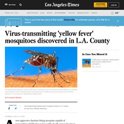 Virus-transmitting &apos;yellow fever&apos; mosquitoes discovered in L.A. County