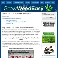 How Do I Transplant Marijuana for Faster Growth?