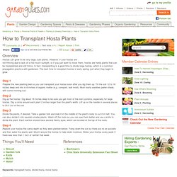 How to Transplant Hosta Plants