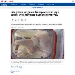 Lab grown lungs are transplanted in pigs today, they may help humans tomorrow