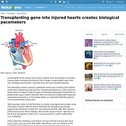 Transplanting gene into injured hearts creates biological pacemakers