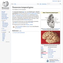 Transverse temporal gyrus