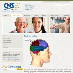 Parietal Lobe Function