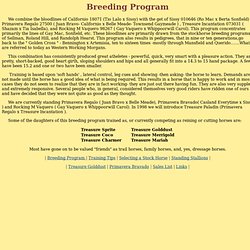 Treasure Morgans - Breeding Program
