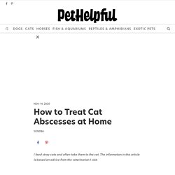 How to Treat Cat Abscesses at Home - PetHelpful