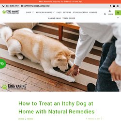 How to Treat an Itchy Dog at Home with Natural Remedies