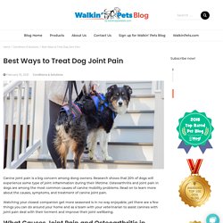 Best Ways to Treat Dog Joint Pain and Provide Joint Support