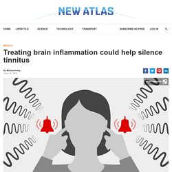 Treating brain inflammation could help silence tinnitus