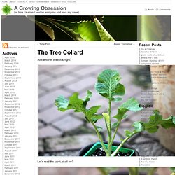 The Tree Collard « A Growing Obsession