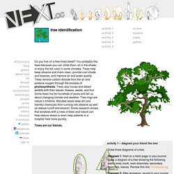 Tree Identification - NEXT.cc