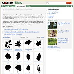 Tree Leaf Silhouette - Identify a Tree by Leaf Silhouette