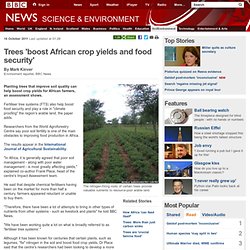 Trees 'boost African crop yields and food security'
