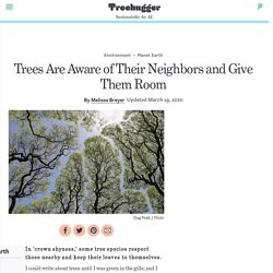 Trees Are Aware of Their Neighbors and Give Them Room