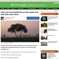 Trees can form bonds like an old couple and look after each other