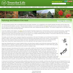 Trees for Life - Mythology and Folklore of the Hazel