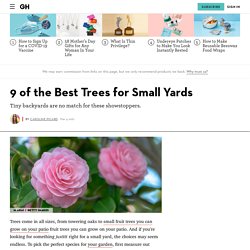 9 Trees for Small Yards - Best Small Trees for Privacy and Shade