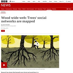 Wood wide web: Trees' social networks are mapped