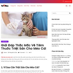 Triệt Sản Cho Mèo Cái Và Những Thắc Mắc Cần Giải Đáp