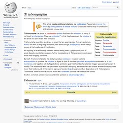 Trichonympha