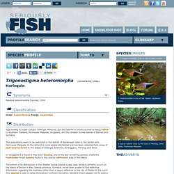 Harlequin (Trigonostigma heteromorpha) - Seriously Fish