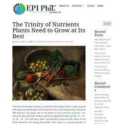 The Trinity of Nutrients Plants Need to Grow at Its Best