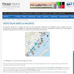 Triste bilan après la malaïgue - THAU INFO : Le journal du pays de Thau