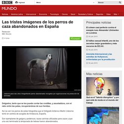 Las tristes imágenes de los perros de caza abandonados en España - BBC Mundo