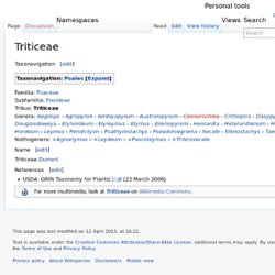 Triticeae