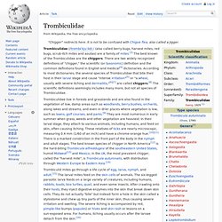 Trombiculidae (Chiggers)