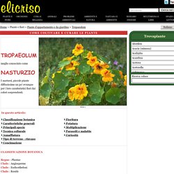 Tropaeolum - Nasturzio - Tropaeolaceae - Come curare e coltivare le piante di Tropaeolum