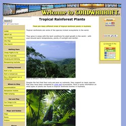 Tropical Rainforest Plants in Australia