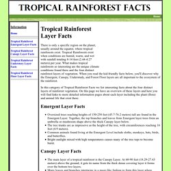 TROPICAL RAINFOREST LAYER FACTS