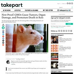 GMOs Cause Tumors, Organ Damage, and Premature Death in Rats