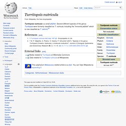 Turritopsis nutricula
