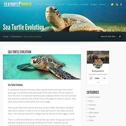 Sea Turtle Evolution