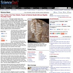 How turtles got their shells: Fossil of extinct South African reptile provides clues