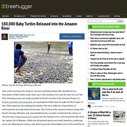180,000 Baby Turtles Released into the Amazon River