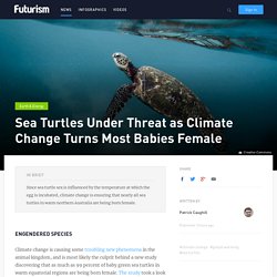Sea Turtles Under Threat as Climate Change Turns Most Babies Female