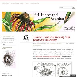 Tutorial: Botanical drawing with pencil and watercolor «