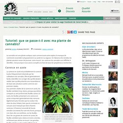 Tutoriel : que se passe-t-il avec ma plante de cannabis ?