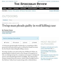 Twisp man pleads guilty in wolf killing case - Spokesman.com - April 4