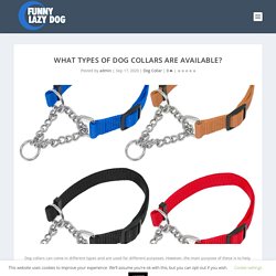 What Types Of Dog Collars Are Available?