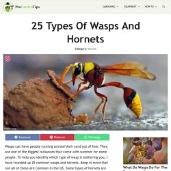 25 Types of Wasps and Hornets - ProGardenTips