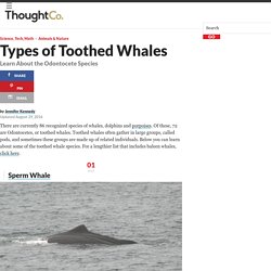 Types of Toothed Whales
