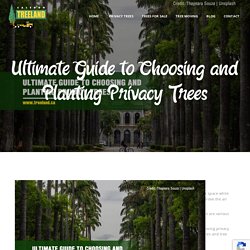 Ultimate Guide to Choosing and Planting Privacy Trees
