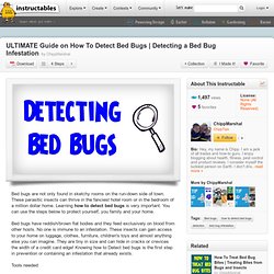 Guide On How To Detect Bed Bugs