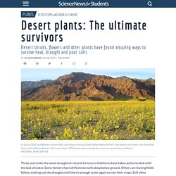 Desert plants: The ultimate survivors